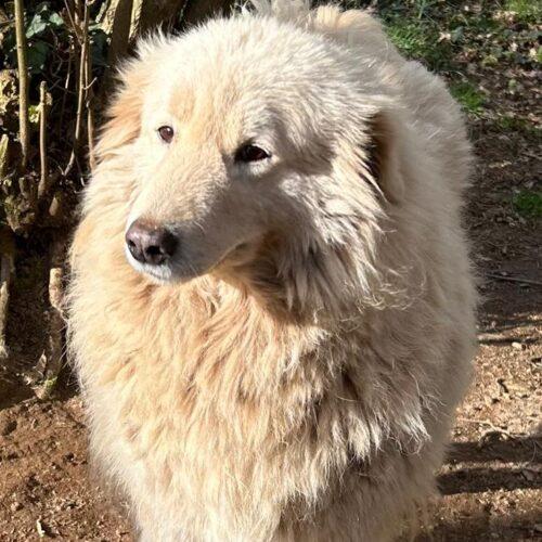 Mary - 7 Anni (Nata Indicativamente Il 15 Gennaio 2019)  Razza: Simil Pastore Maremmano  Taglia: Medio Grande  